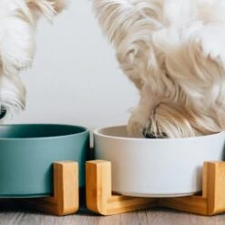 XI15 Pet Food Bowl(Xi15 Pet Food Bowl) -Weilai Concept xi15 pet food bowl weilai concept weilai concept 4